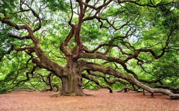 vidéo La bonne espèce d'arbre au bon endroit